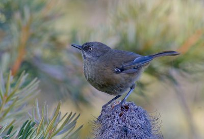 Tasmanian Scrubwren