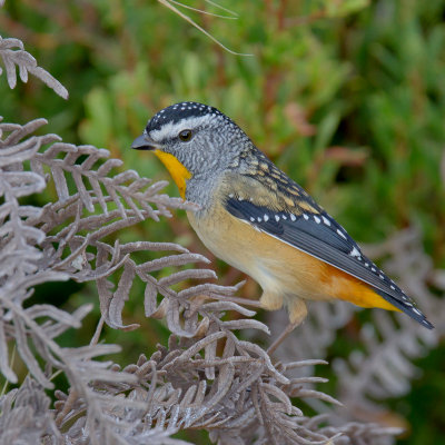 Spotted Pardalote