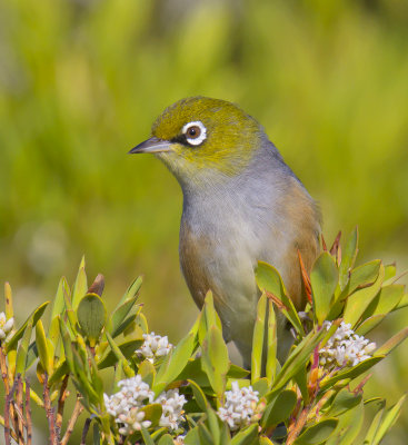 Silvereye