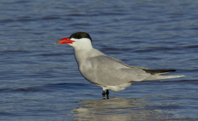 Caspian Tern