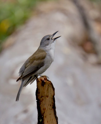 Grey Shrike-thrush