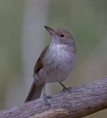 Grey Shrike-thrush