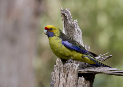Green Rosella