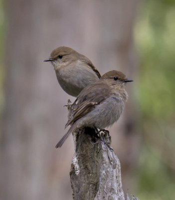 Dusky Robin