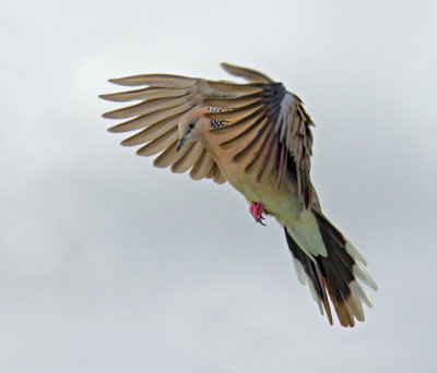 Spotted Turtle-Dove