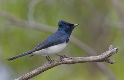 Satin Flycatcher