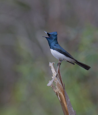 Satin Flycatcher