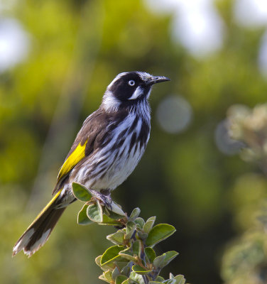 New Holland Honeyeater