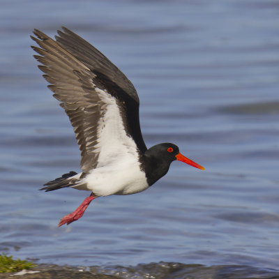 Pied Oystercatcher