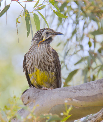 Yellow Wattlebird