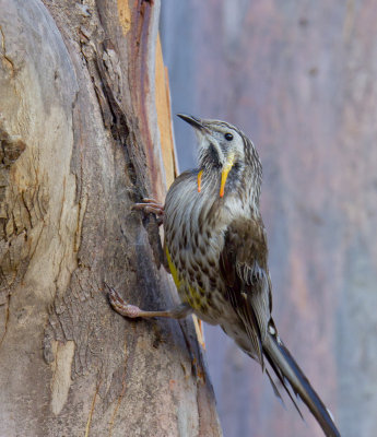 Yellow Wattlebird