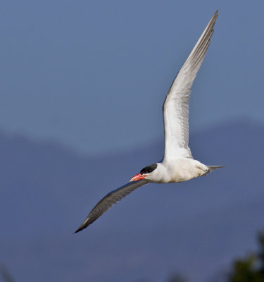 Caspian Tern
