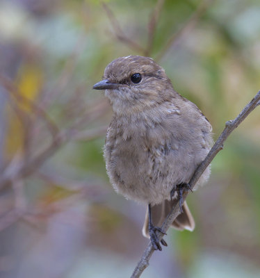 Dusky Robin