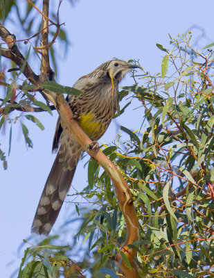 Yellow Wattlebird