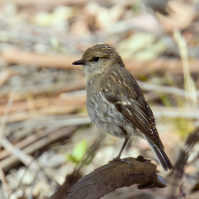 Dusky Robin (juvenile)