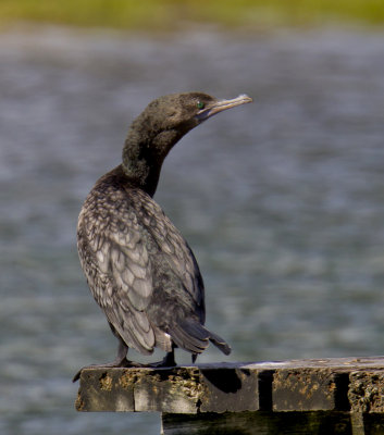 Little Black Cormorant