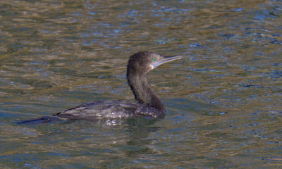 Little Black Cormorant