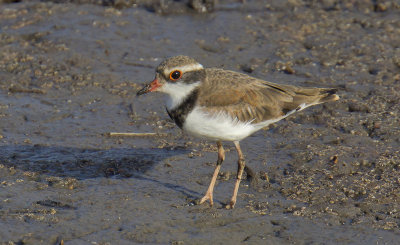 Black-fronted Plover  (juvenile)