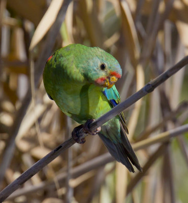 Swift Parrot (juvenile)