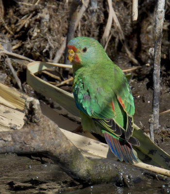 Swift Parrot (juvenile)