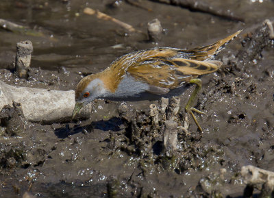 Baillon's Crake