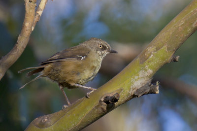 Tasmanian Scrubwren 