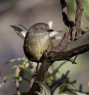 Tasmanian Scrubwren