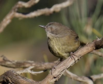 Tasmanian Scrubwren