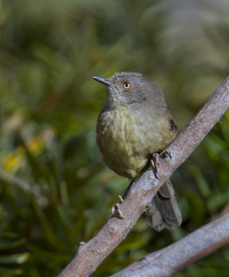 Tasmanian Scrubwren
