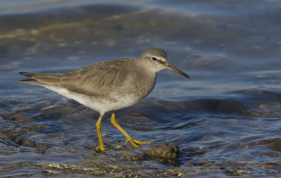 Grey-tailed Tattler