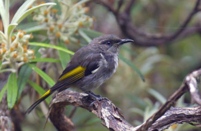 Crescent Honeyeater (juv male)