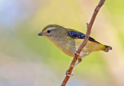 Spotted Pardalote (female)