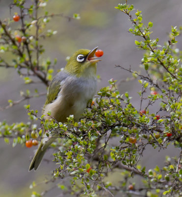 Silvereye