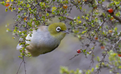 Silvereye