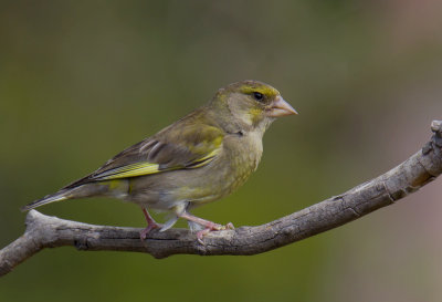 Common Greenfinch
