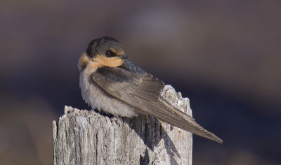 Welcome Swallow (juvenile)