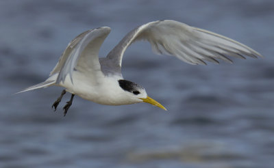 Crested Tern