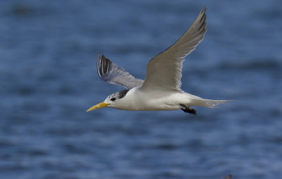 Crested Tern