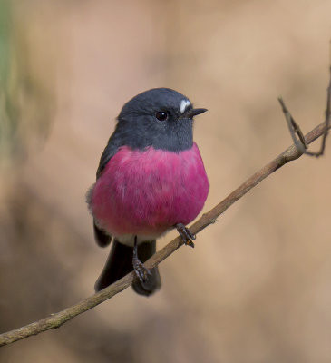 Pink Robin