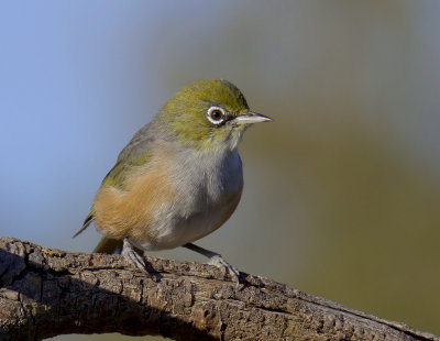 Silvereye