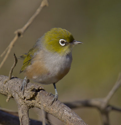 Silvereye