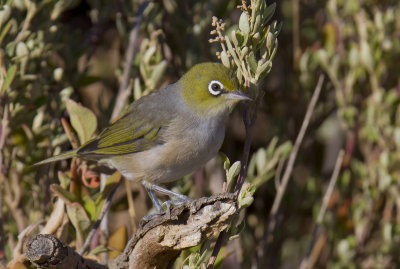 Silvereye