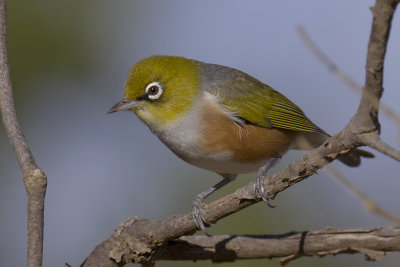 Silvereye
