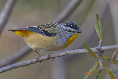 Spotted Pardalote