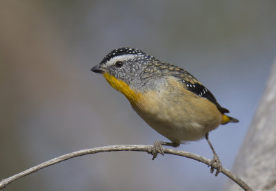 Spotted Pardalote