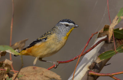 Spotted Pardalote