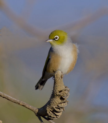 Silvereye