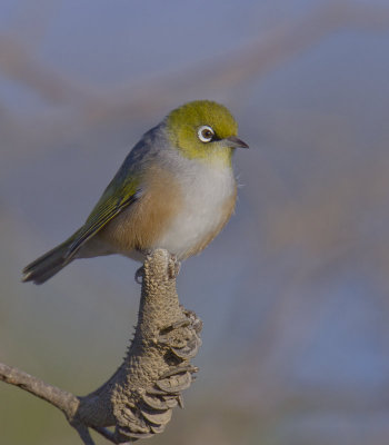 Silvereye