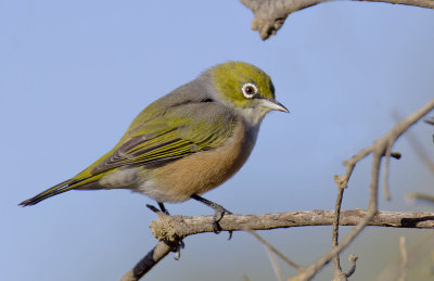 Silvereye
