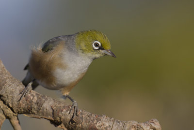 Silvereye